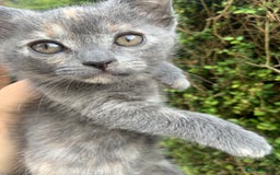 Domestic Shorthair cats for sale: Grey shorthair kitten - Image 5