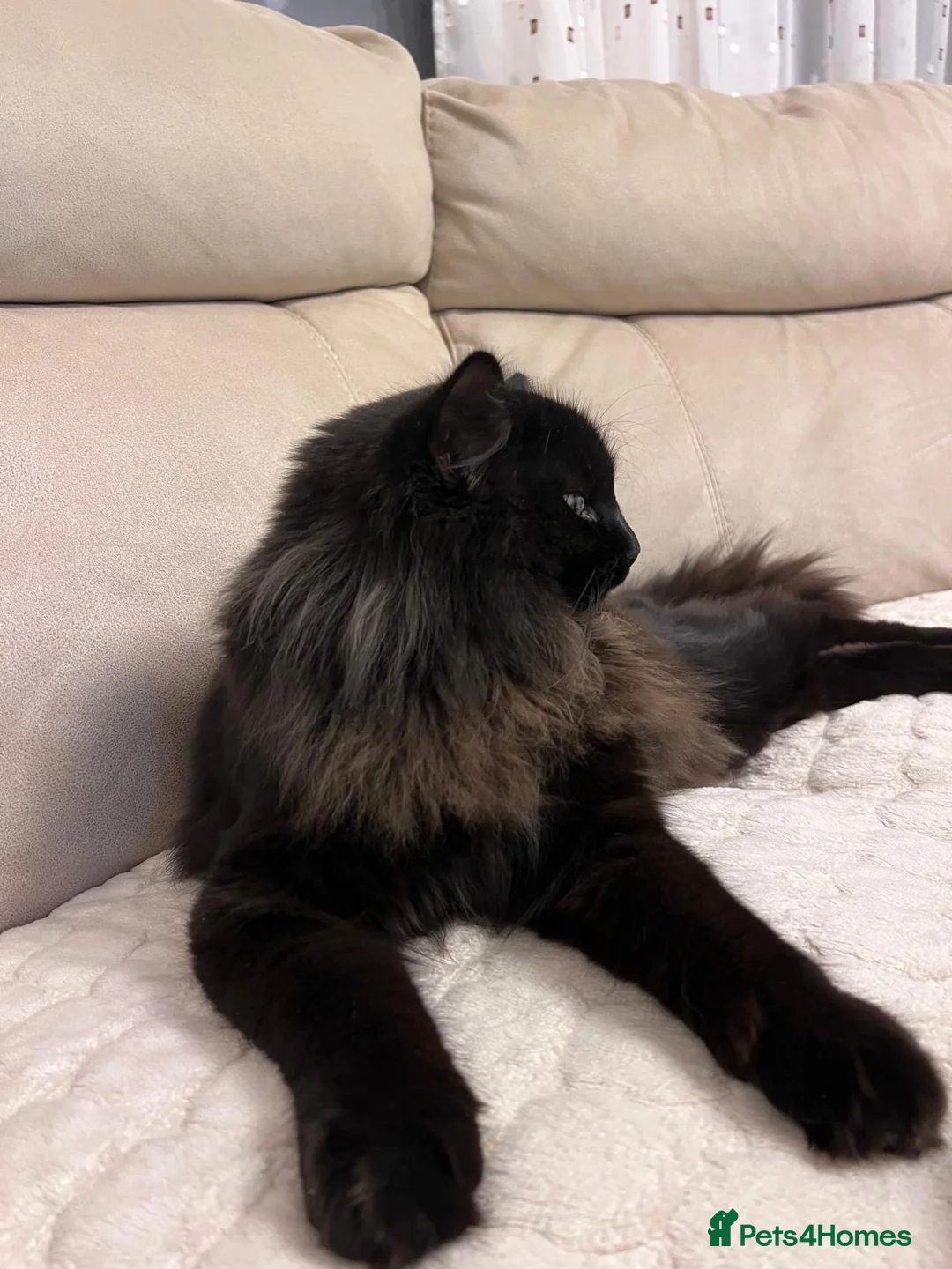 Mixed Breed cats for sale: Chico - Advert 1