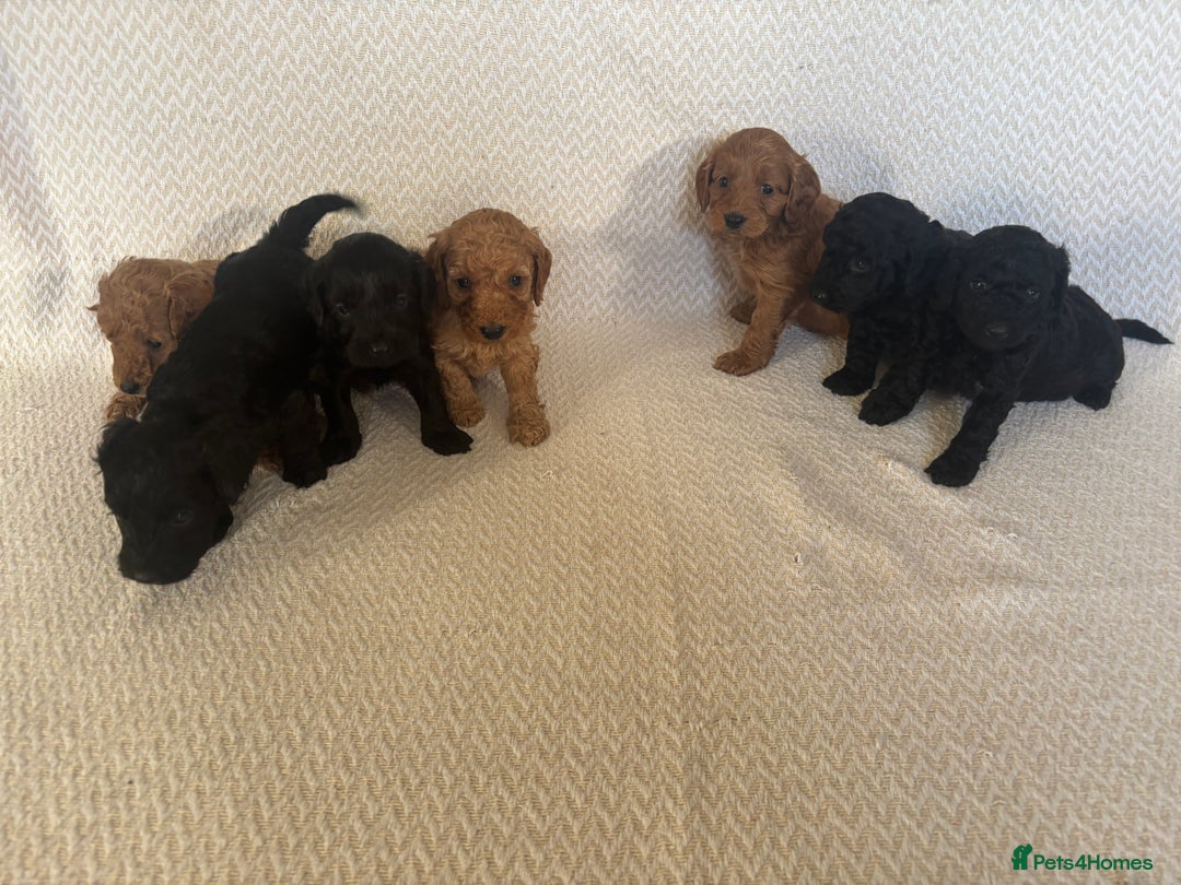 Cockapoo dogs for sale: Cockapoo puppies - Advert 14