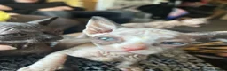 Sphynx cats for sale: Beautiful sphynx babies  - Advert 22