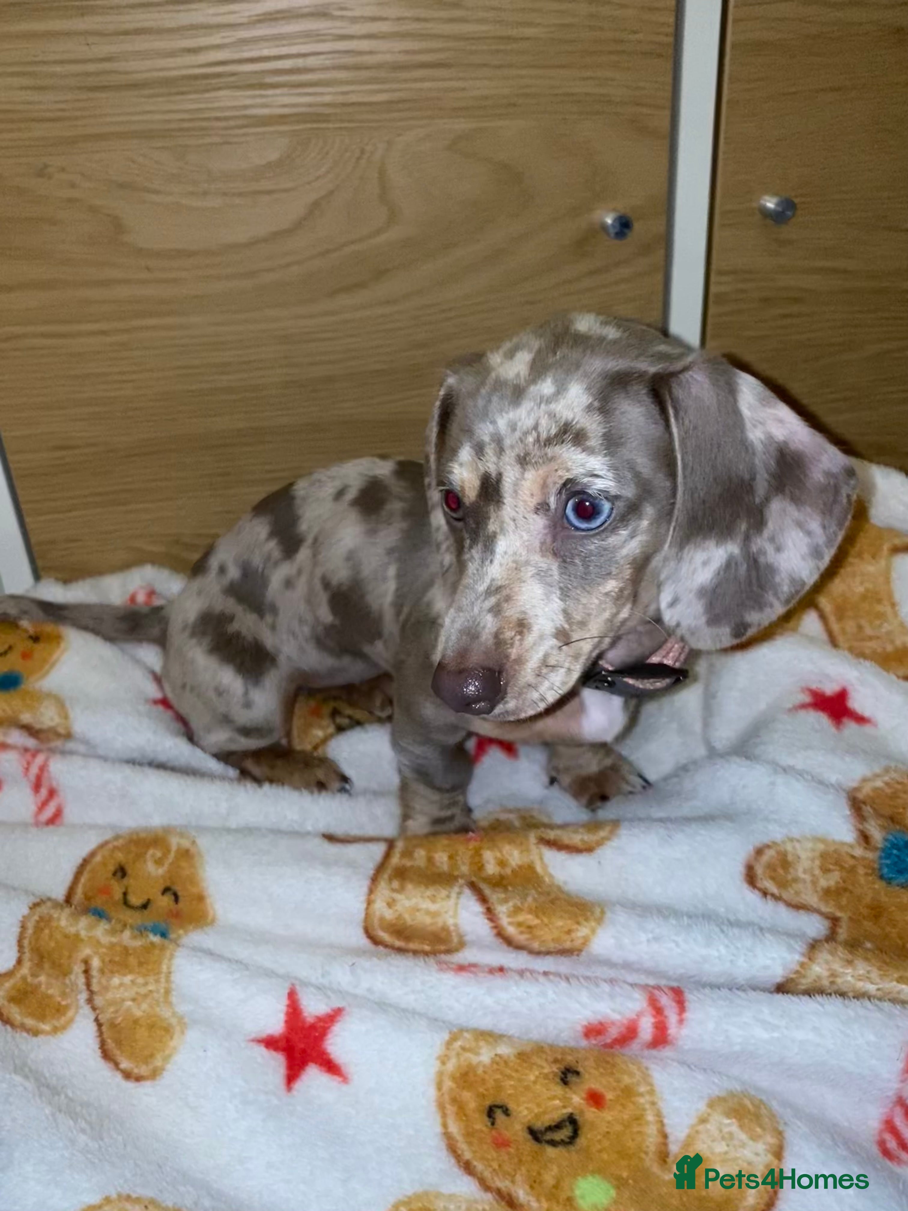 Miniature Dachshund dogs miniature dashhound  - Advert 18