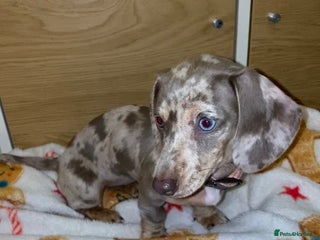 Miniature Dachshund dogs miniature dashhound - Advert 18