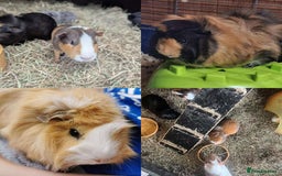 Mini Lop rabbits for sale: Small Animals for Sale  - Image 2