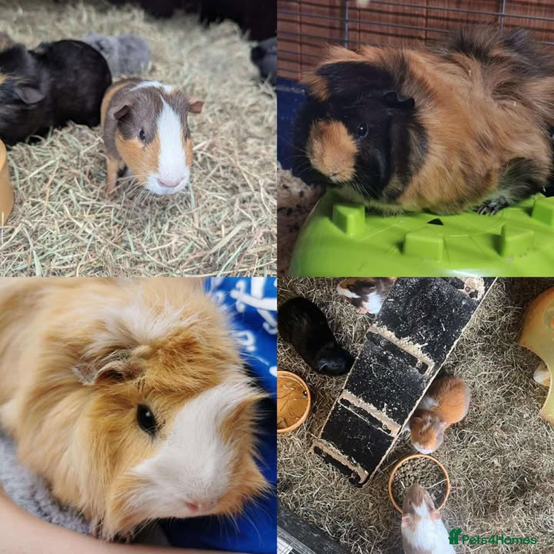 Mini Lop rabbits for sale: Small Animals for Sale  - Image 2
