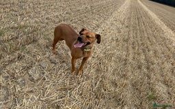 Rhodesian Ridgeback dogs for sale: Lady  - Image 2