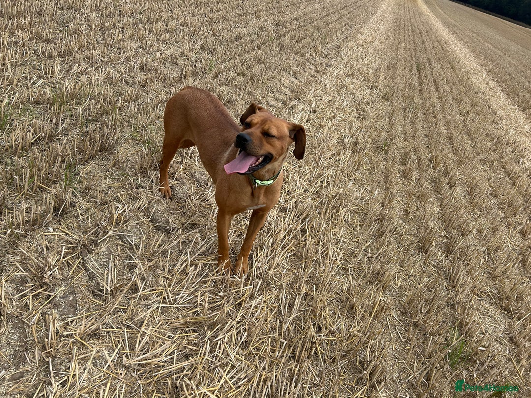 Rhodesian Ridgeback dogs for sale: Lady  - Image 2