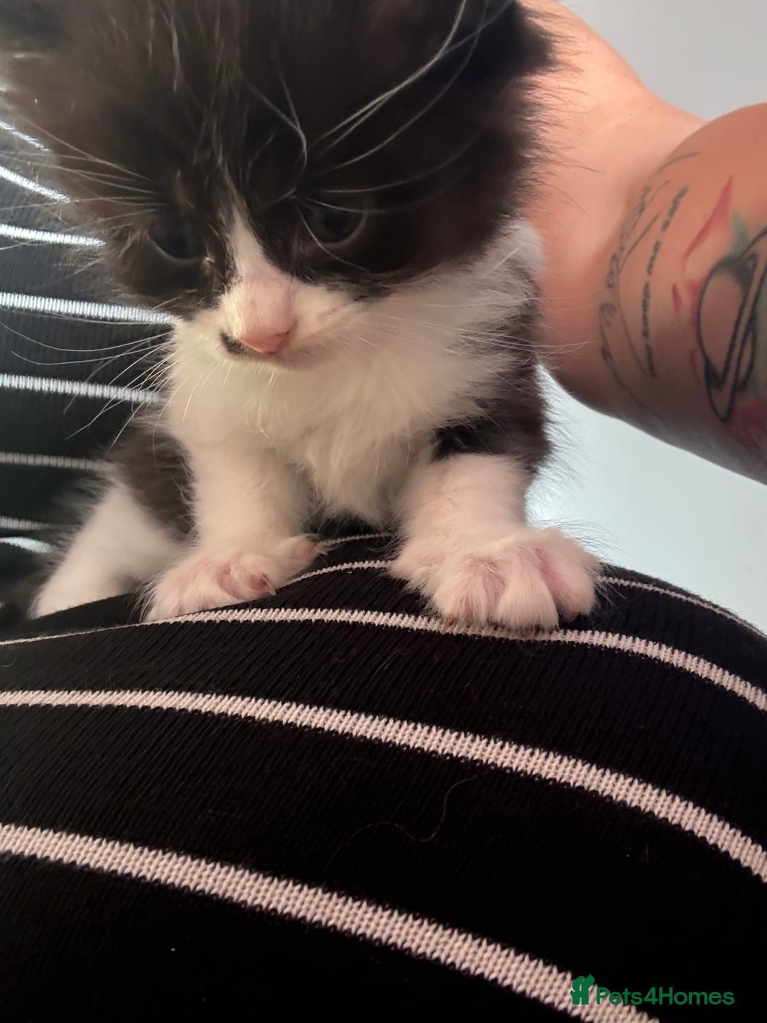 Domestic Shorthair cats for sale: Kittens looking for forever home - Image 5
