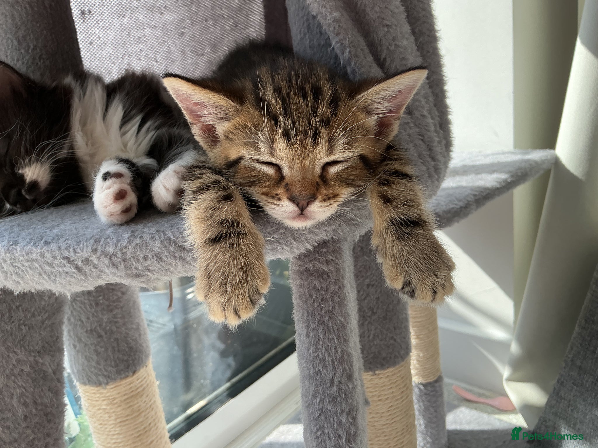 Mixed Breed cats for sale: Kittens  in Bishop's Stortford - Advert 4