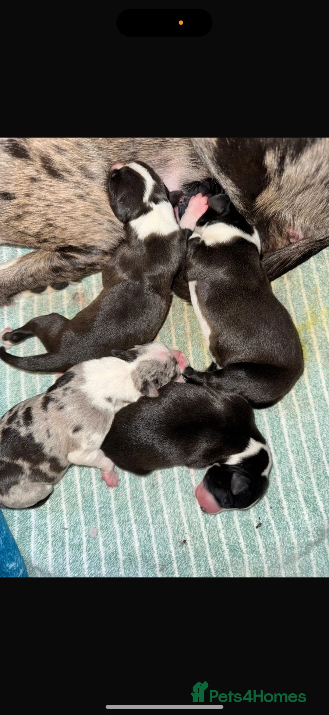 Whippet dogs for stud: KC Blue Parti Whippet Stud - Advert 2