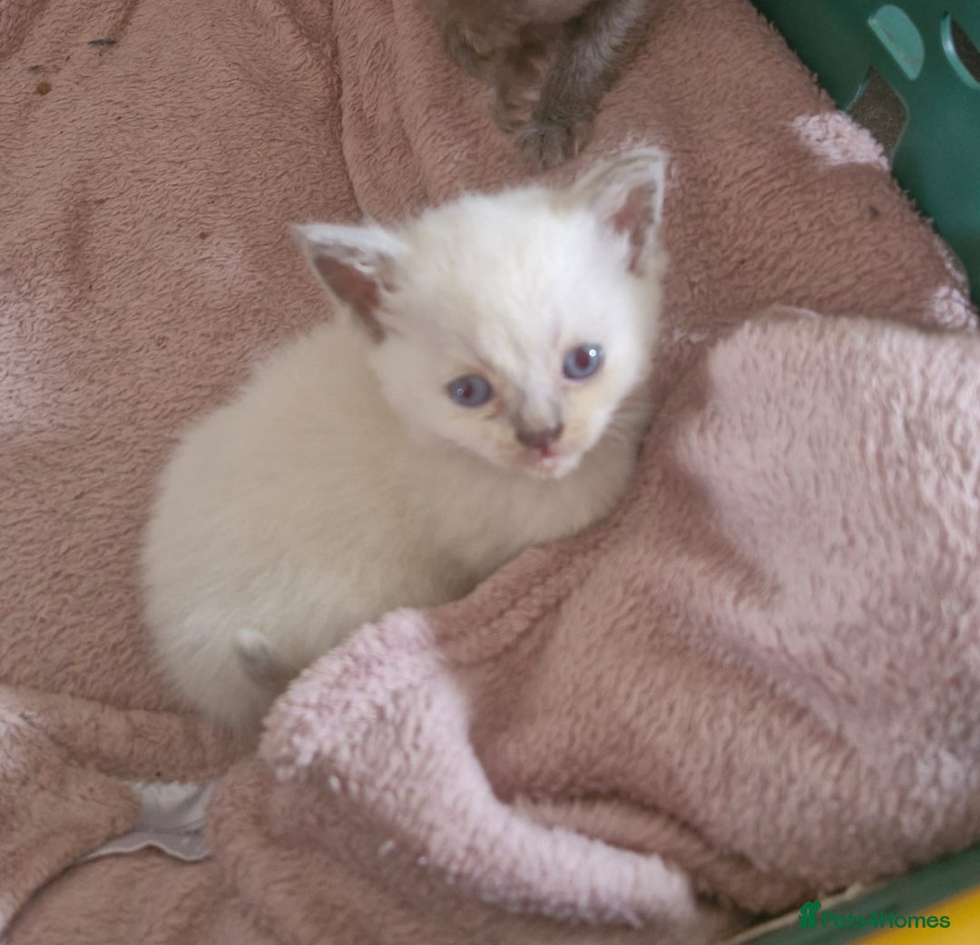 British Shorthair cats for sale: Rare breed British shorthair  - Image 3