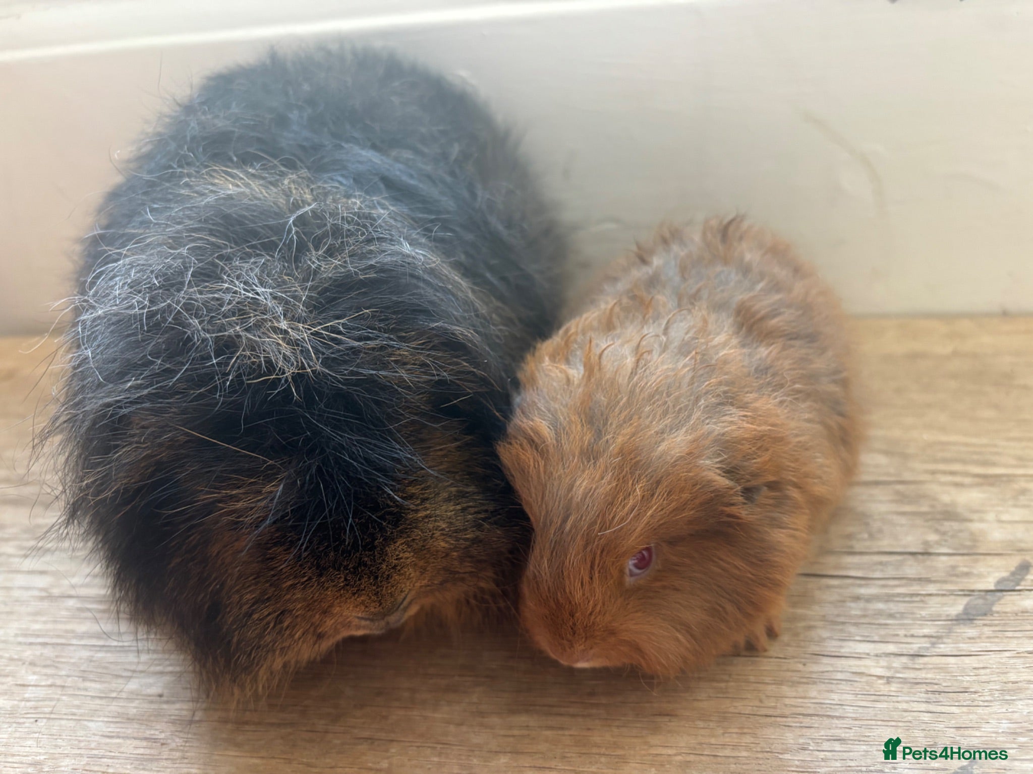Guinea Pig rodents Father and son Swiss boys - Advert 5