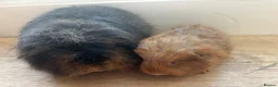 Guinea Pig rodents for sale: Father and son Swiss boys - Advert 1