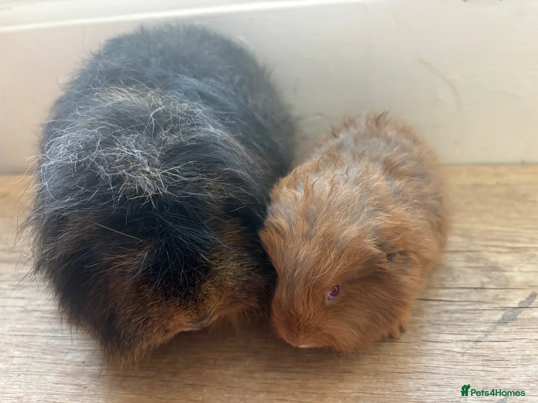 Guinea Pig rodents for sale: Father and son Swiss boys - Advert 1