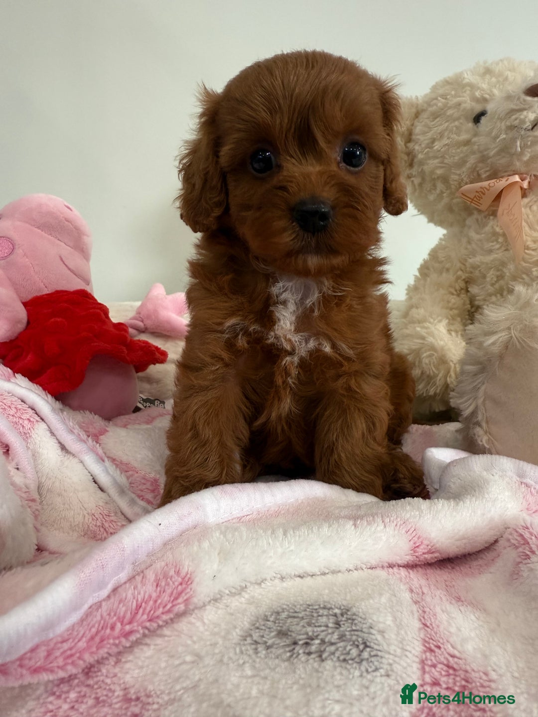 Cavapoo dogs for sale: Beautiful little girl.F1b fully DNA & health clear - Advert 7