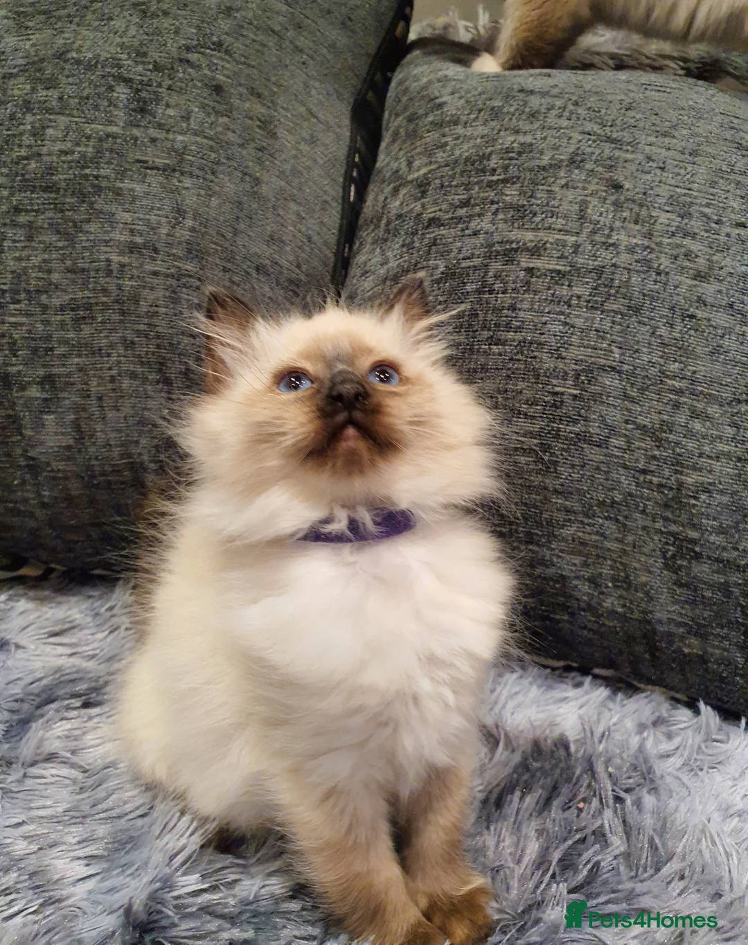 Ragdoll cats for sale: 💖Beautiful GCCF Registered Ragdoll Kittens💖 - Advert 23