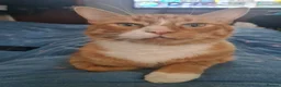 Domestic Shorthair cats for sale: Ginger Male Cat in Kidderminster - Advert 16