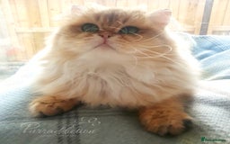 British Longhair cats for sale: Sweet Black Golden British Longhair Boy - Image 7