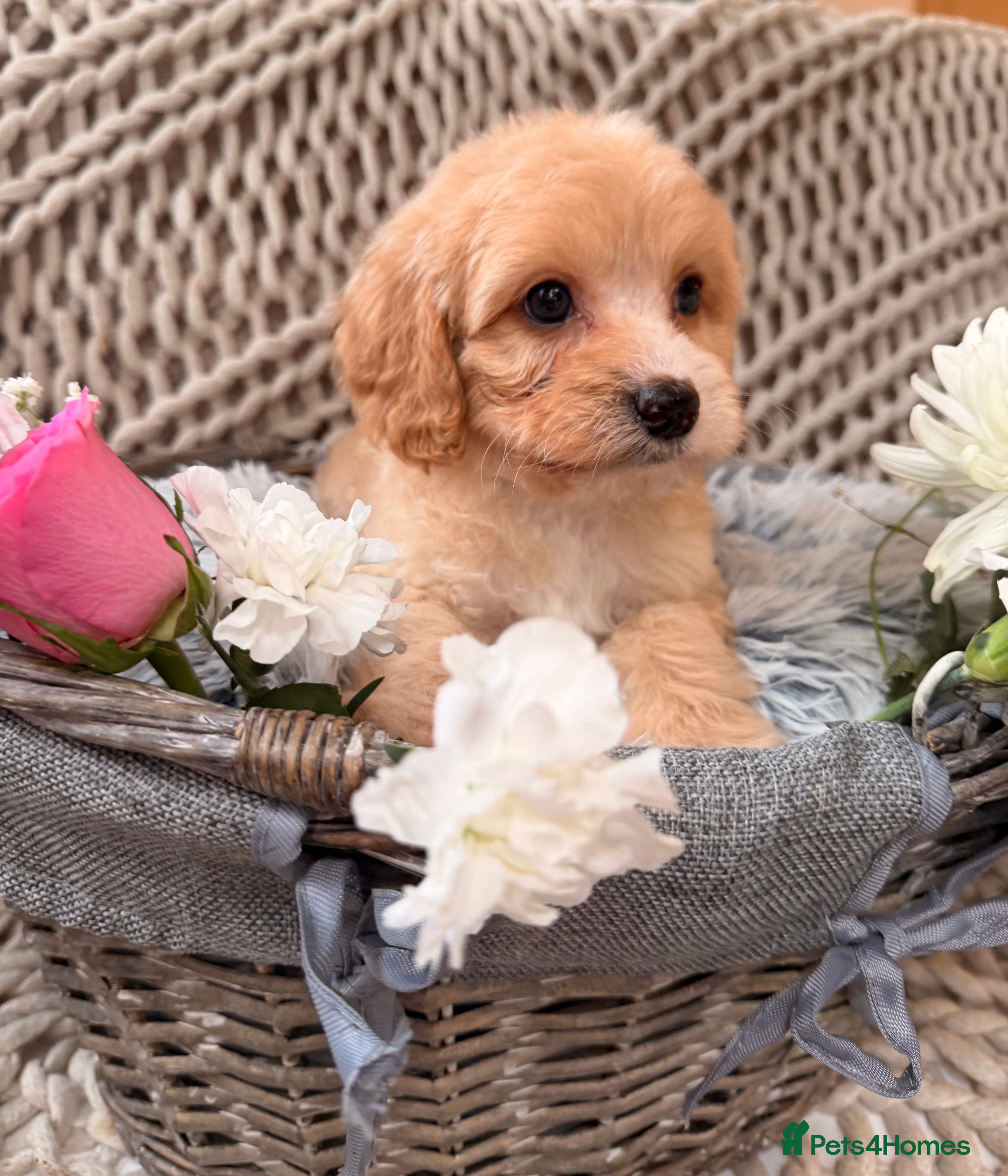 Cavapoo dogs DNA health tested Teddy miniature Cavapoos 🩷 - Advert 14