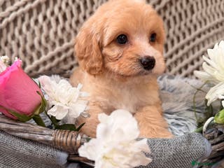 Cavapoo dogs DNA health tested Teddy miniature Cavapoos 🩷 - Advert 14
