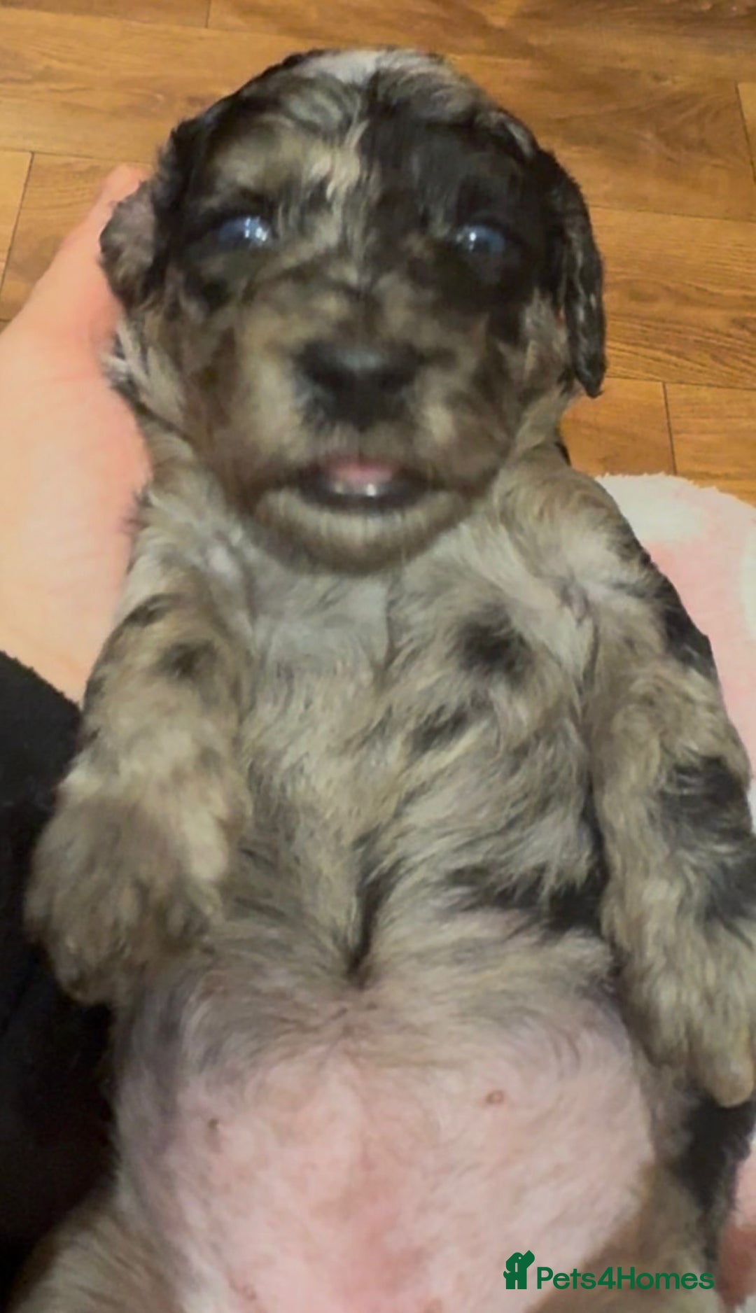 Cockapoo dogs for sale: Adorable F2 cockapoos - Advert 5