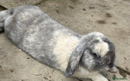 Mini Lop rabbits for sale: Male harlequin mini lop - Image 5