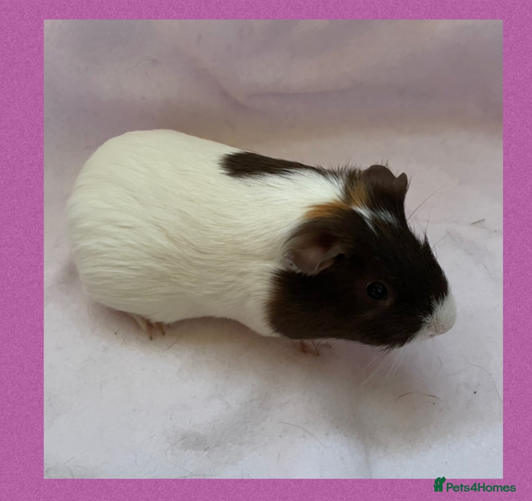 Guinea Pig rodents for sale: Female baby guinea pigs  - Image 4