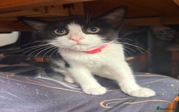 Mixed Breed cats for sale: Ellie - Image 1