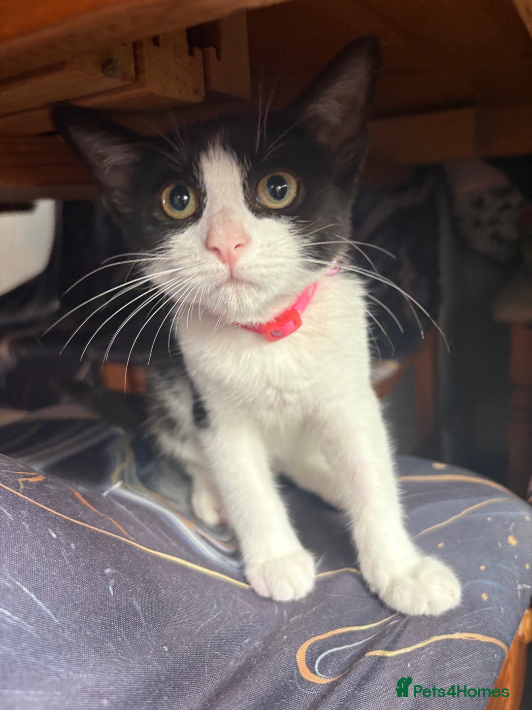 Mixed Breed cats for sale: Ellie - Image 1