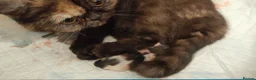 Exotic cats for sale: Beautiful Exotic shorthair kittens  - Advert 5