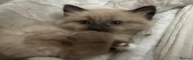 Fluff ball 1 