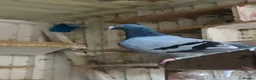 Pigeons birds for sale: Pigeons for sale in Bradford - Advert 1