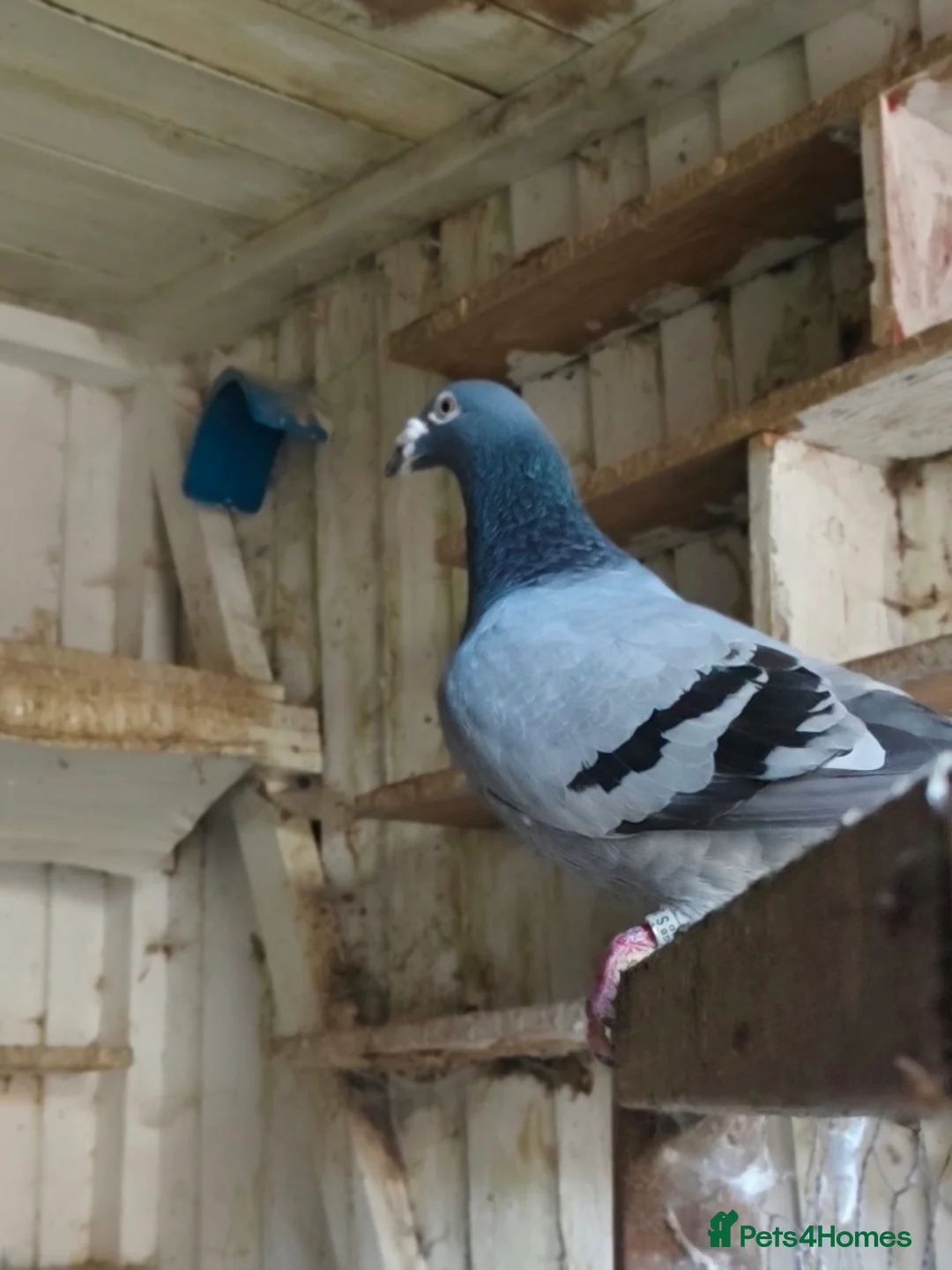 Pigeons birds for sale: Pigeons for sale in Bradford - Advert 1