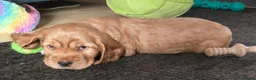 Cocker Spaniel dogs for sale: Stunning Show Cocker Spaniel Puppies  in Salisbury - Advert 5