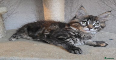 Maine Coon cats - Advert 8