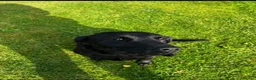Labrador Retriever dogs for sale: Beautiful Labrador Willow - Advert 1