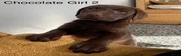 Labrador Retriever dogs for sale: Chunky Labrador Puppies - Advert 13