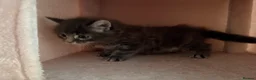 Domestic Shorthair cats for sale: One male kitten  - Advert 10