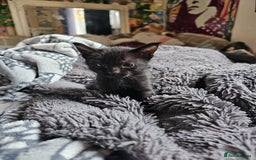 Savannah cats for sale: F4 Savannah Kittens 3x Brown Spotted 2x Melanistic - Image 2