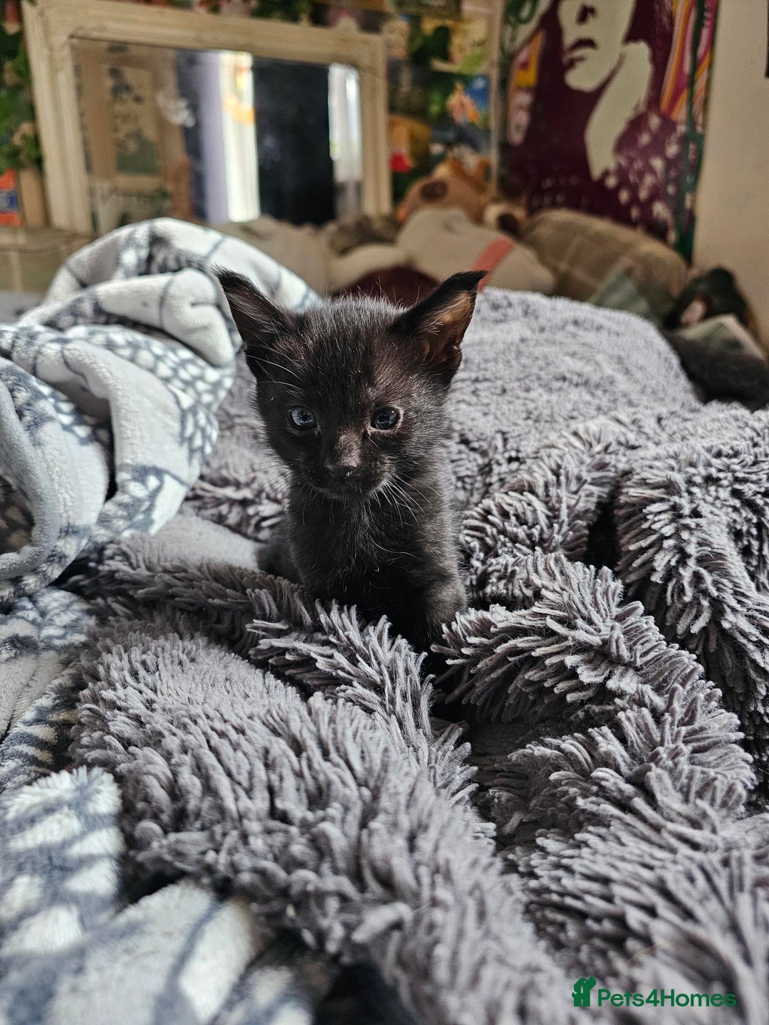 Savannah cats for sale: F4 Savannah Kittens 3x Brown Spotted 2x Melanistic - Image 2