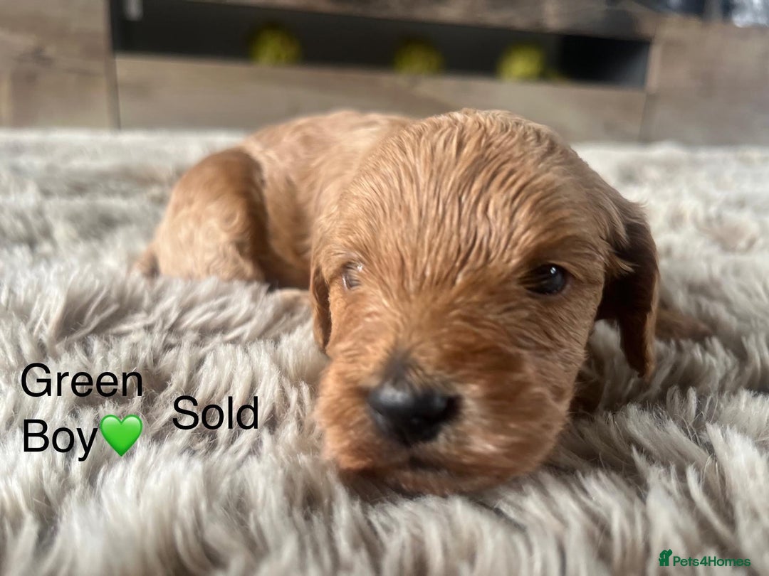 Cavapoo dogs for sale: ⭐️F1B COCKAPOO PUPS⭐️ - Image 13