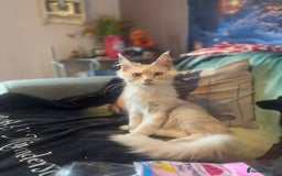 Maine Coon cats for sale: TICA Active Registered Maine Coon Boy available  - Image 1