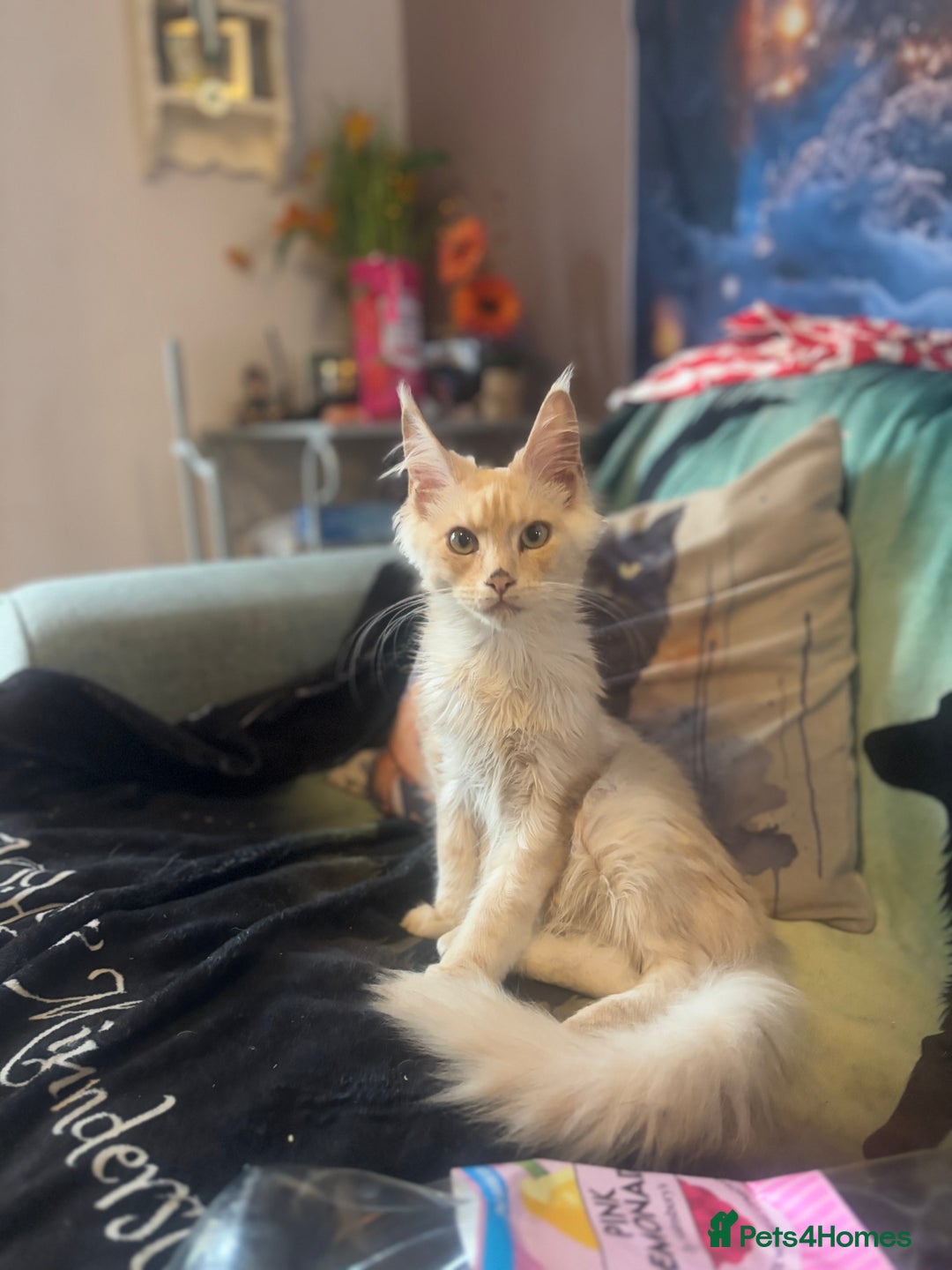Maine Coon cats for sale: TICA Active Registered Maine Coon Boy available  - Image 1