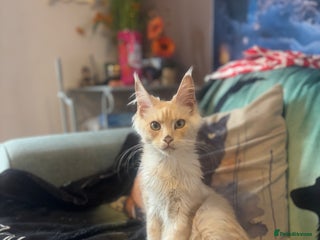 Maine Coon cats - Advert 30