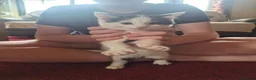 Mixed Breed cats for sale: 2 Adorable Kittens looking for their forever homes - Advert 4