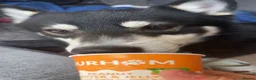 Pomsky dogs for sale: Apollo in Stevenage - Advert 6