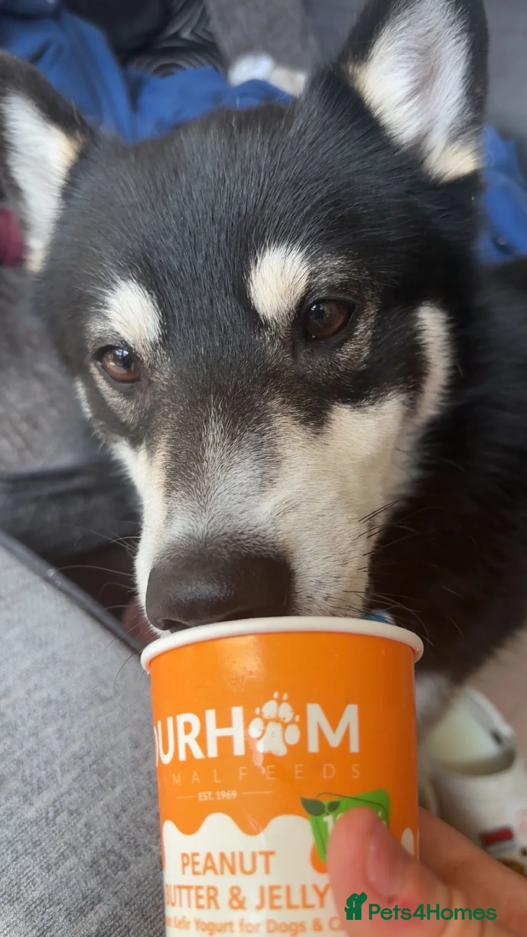 Pomsky dogs for sale: Apollo in Stevenage - Advert 6