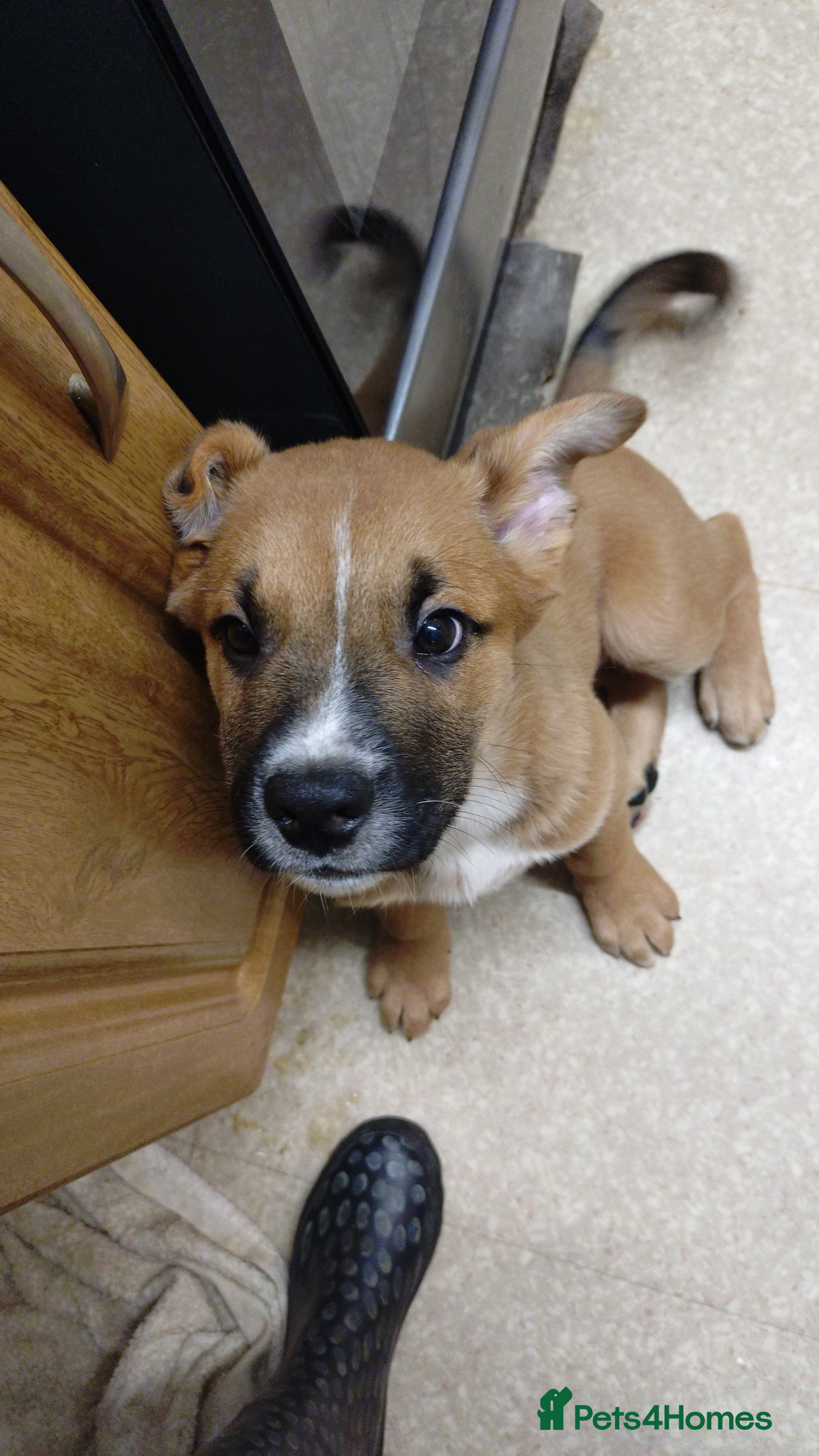 Mixed Breed dogs Huntaway X German shepherd X  - Advert 2