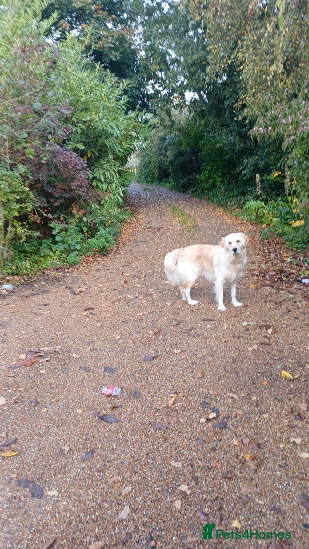 Golden Retriever dogs for sale: Gorgeous Golden Retriever  - Advert 5