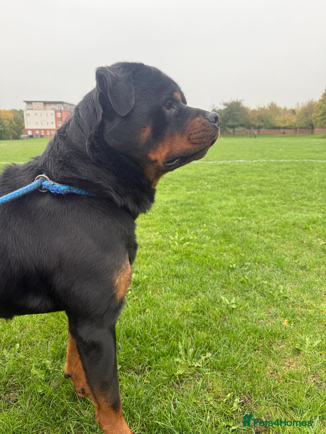 Rottweiler dogs for stud: Rottweiler for stud 🇩🇪 - Advert 2