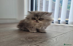 Persian cats for sale: Persian beautiful Kitten for sale Girl/Female - Image 2
